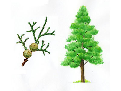 tree-hinoki.jpg