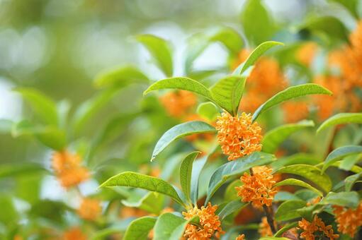 秋の香りの手作りコスメ